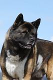 AKITA AMERICAIN 298